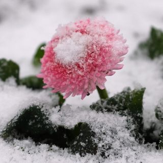 Fotogalería: Reciben la primavera con nevadas