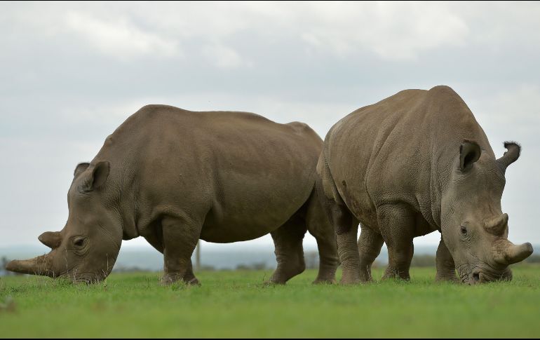 Las únicas rinocerontes blancas del norte en Kenia se ven en un prado de la zona de conservación en Nanyuki, Kenia. El último rinoceronte blanco macho murió a los 45 años, tras convertirse en un símbolo de los esfuerzos para salvar la subespecie de la extinción. AFP/T. Karumba