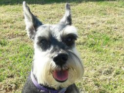 Los investigadores grabaron ladridos de alrededor de cien perros domésticos de razas pequeñas, como chihuahua, schnauzer y french poodle. EL INFORMADOR