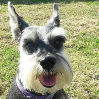 Diseñan sistema que interpreta ladridos ante situaciones de alarma