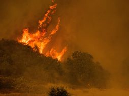 Extinguir el fuego que ardió en Bolaños del 16 de mayo al 7 de junio del año pasado costó tres millones 121 mil pesos. AP/N. Berger