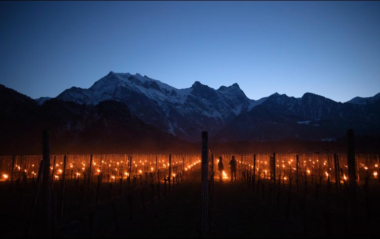Velas calientan un viñedo en Flaesch, Suiza. Una escuela agrícola realiza pruebas de las velas, luego de que heladas en años previos dejaron  daños en los cultivos. AP/Keystone/G. Ehrenzeller
