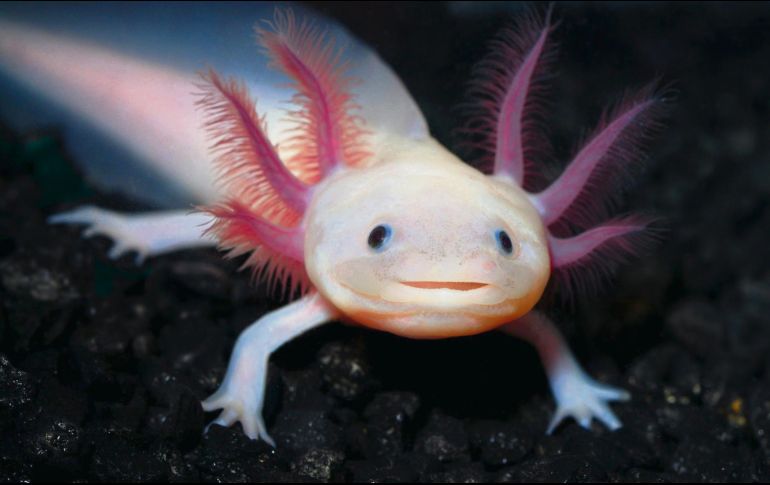 El “axolotl” tiene la capacidad de regenerar músculo y hueso. ESPECIAL