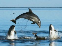 Una de las principales amenazas para los cetáceos es la basura. EFE