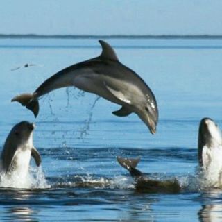 Delfines, indicadores del bienestar de ecosistemas