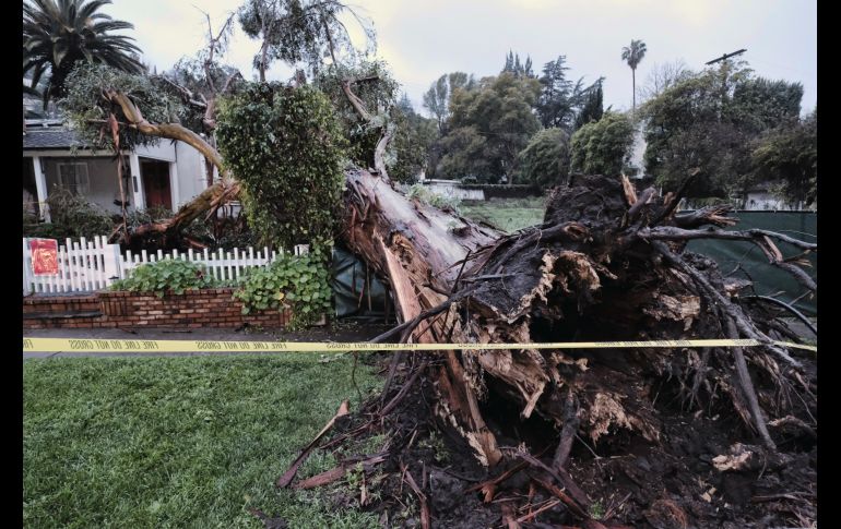 Un eucalipto gigante se desplomó junto a una casa en Los Ángeles, tras una fuerte tormenta registrada ayer en el sur de California. AP/R. Vogel