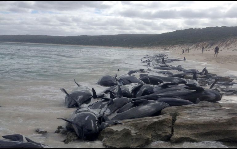 Ballenas piloto de aleta larga quedaron varadas en la bahía Hamelin de Australia. Rescatistas intentaban hoy devolver al mar a más de 150 ejemplares, pero al menos la mitad habían muerto. AFP/Western Australia Department of Biodiversity Conservation and Attractions