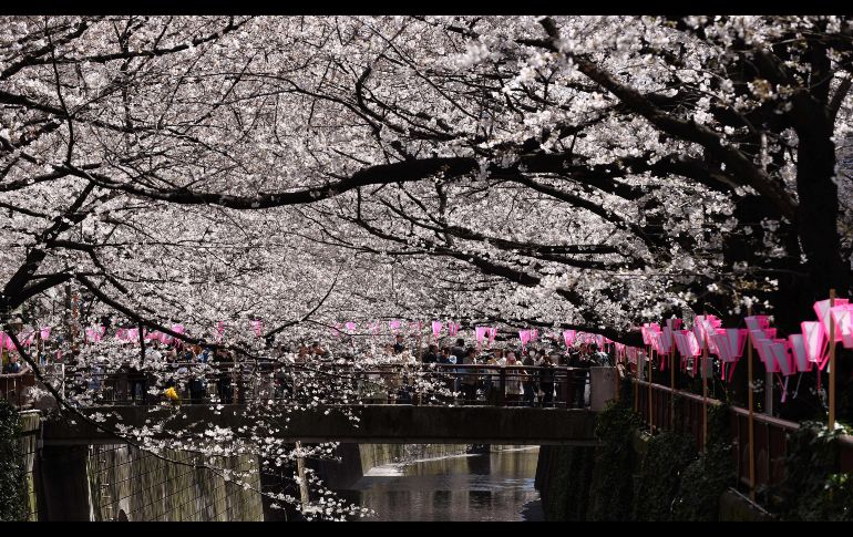Personas caminan bajo cerezos en Tokio, Japón. Las primeras flores aparecieron nueve días antes del promedio debido al clima cálido. AFP/K. Nogi