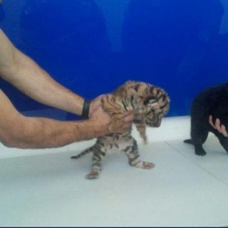 Aseguran dos crías de tigre y jaguar en el aeropuerto de Tijuana