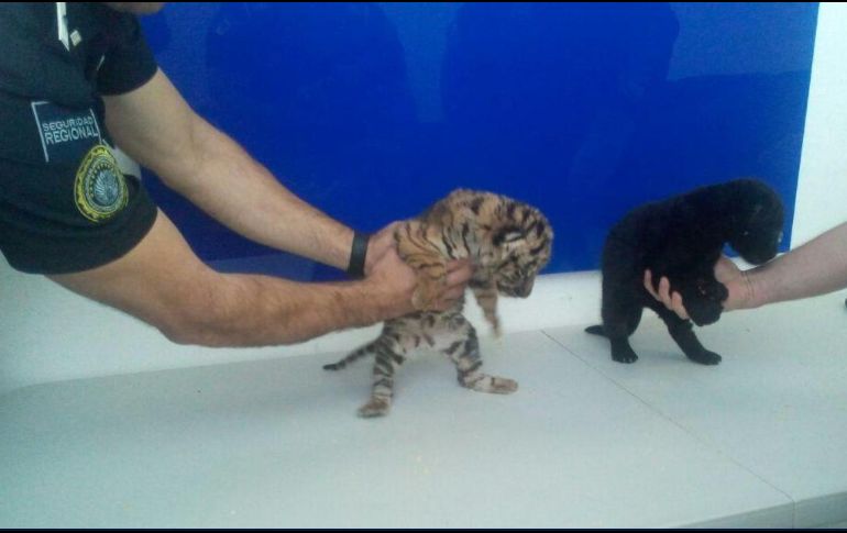 Los ejemplares de vida silvestre quedaron a disposición del Ministerio Público de la Federación. TWITTER / @PROFEPA_Mx