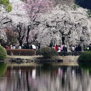 Las flores de cerezo tiñen de rosa a Tokio