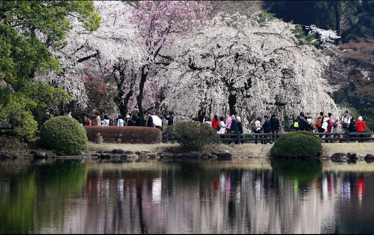 El parque de Ueno, que cuenta con mil 200 cerezos, se llenó de visitantes que paseaban e inmortalizaban el momento con fotografías. AP/K. Sasahara