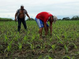 El uso agrícola de la radiación ultravioleta de onda corta se prueba con extensionistas de campesinos de Amecameca, Estado de México. EFE/Archivo