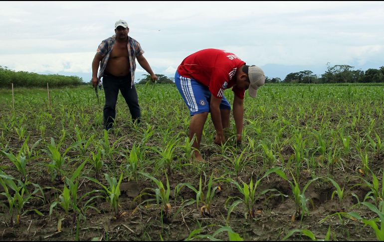 El uso agrícola de la radiación ultravioleta de onda corta se prueba con extensionistas de campesinos de Amecameca, Estado de México. EFE/Archivo