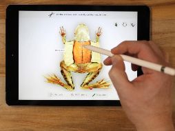 La nueva iPad se ofrecerá a las escuelas por 299 dólares y al publico en general por 329 dólares. AP / C. Rex