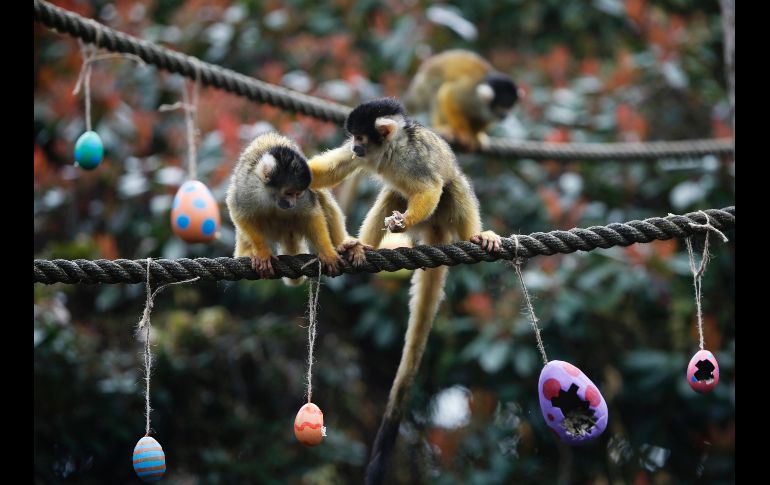 Un mono ardilla (d) empuja a su compañero mientras come gusanos y semillas colocados en huevos de Pascuas de papel, colocados por personal del zoológico de Londres como premio para los animales. AP/A. Grant