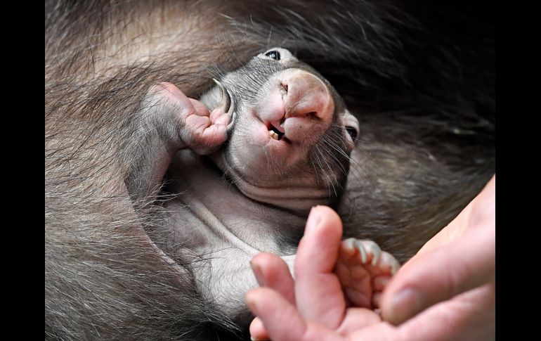 Un wombat recién nacido se ve en la bolsa de su madre en el zoológico de Duisburg, Alemania. El recinto intentó la reproducción del marsupial australiano por 40 años hasta que finalmente nació un ejemplar la semana pasada. AP/M. Meissner