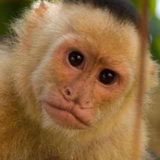 Mono Capuchino de Reforma tiene cuenta de Twitter