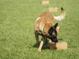 La televisora WJZ reportó que la agente Sarah Miller, de la policía del condado de Howard, en Maryland, encontró a Harley durante una parada de tránsito. EL INFORMADOR / ARCHIVO