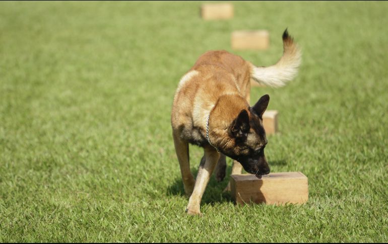 La televisora WJZ reportó que la agente Sarah Miller, de la policía del condado de Howard, en Maryland, encontró a Harley durante una parada de tránsito. EL INFORMADOR / ARCHIVO