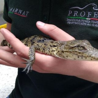 Aseguran cría de cocodrilo en central camionera de Tlaquepaque