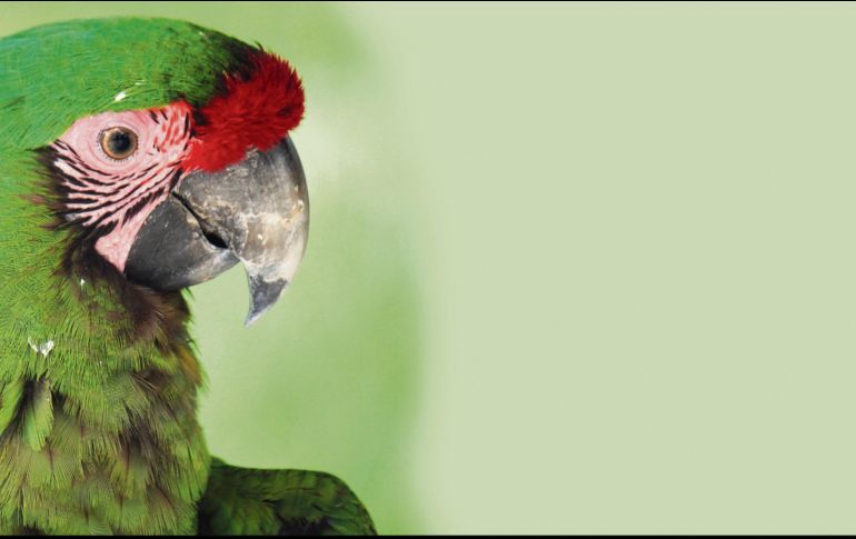 México tiene más de mil 100 especies de aves y de éstas, más del 70 por ciento pueden observarse en los ecosistemas de la Península de Yucatán. CORTESÍA/ TRS YUCATÁN HOTEL 