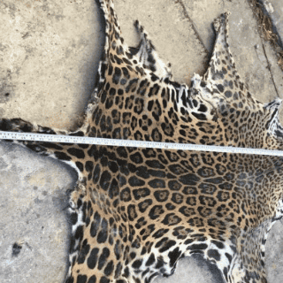 La Profepa asegura en Yucatán piel de jaguar en peligro de extinción
