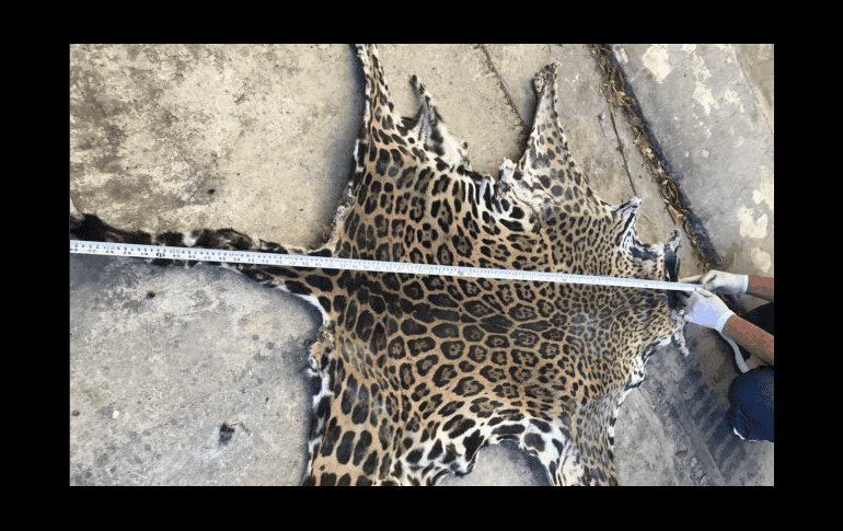 La Profepa en Yucatán presentará la denuncia penal correspondiente contra la persona que causó la muerte del ejemplar que se encuentra en categoría de especie en peligro de extinción. TWITTER/ @PROFEPA_Mx