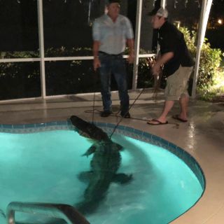 Encuentran un caimán en una piscina residencial de Florida