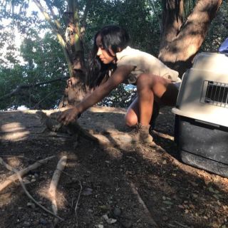 Liberan 12 ejemplares de vida silvestre en costas de Jalisco