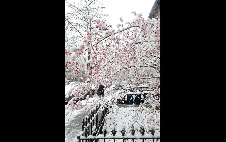 Árboles y plantas ya habían florecido en la Gran Manzana.