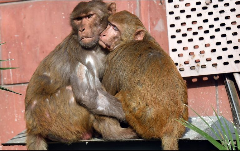 El hecho es una muestra de los frecuentes problemas de cohabitación entre el hombre y este animal en India. AFP / ARCHIVO