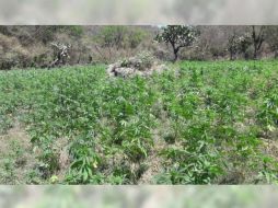 Las 42 mil plantas estaban ubicadas en el predio de Los Saces. TWITTER/ @FiscaliaJal