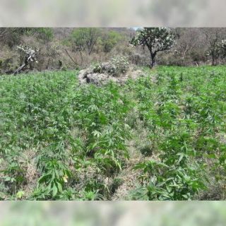 Destruyen tres plantíos de mariguana en Hostotipaquillo