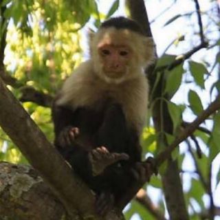 Repartirán folletos a vecinos por si ven a mono capuchino