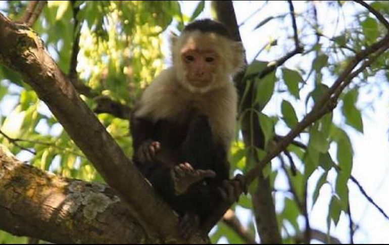 El mono capuchino lleva 10 días habitando en los árboles de la delegación Miguel Hidalgo y evadiendo a elementos de la Profepa. TWITTER / @RuidoEnLaRed