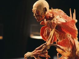 La muestra se compone por cuerpos completos, torsos y diversos órganos. ESPECIAL