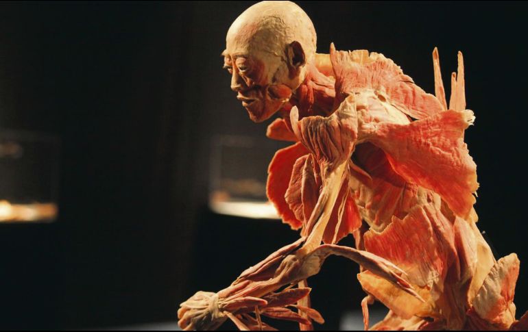 La muestra se compone por cuerpos completos, torsos y diversos órganos. ESPECIAL