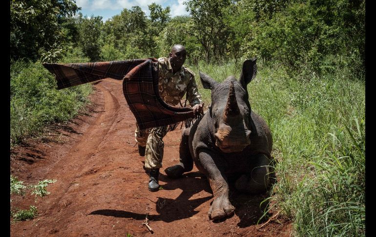 Un cuidador del parque nacional Meru en Kenia persigue a una pequeña rinoceronte para atraparla y colocar un rastreador. AFP / Y. Chiba
