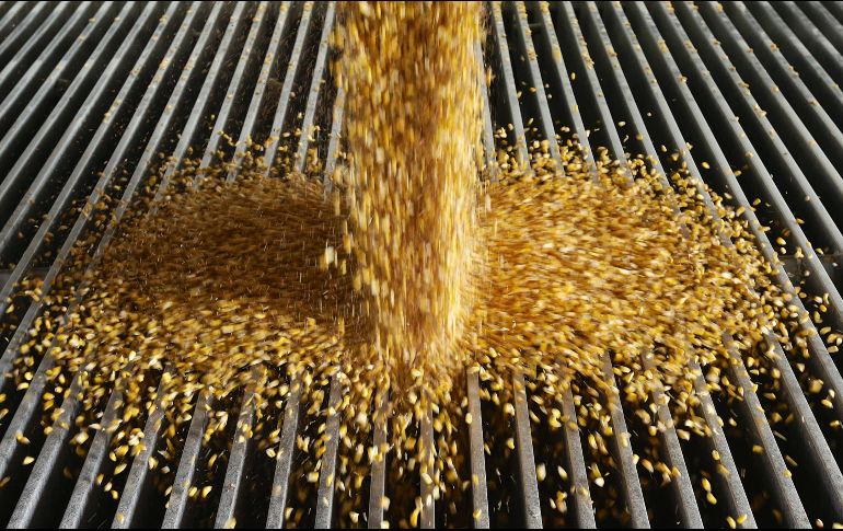 Se prevé que los precios de trigo y maíz baje este año. AP/ARCHIVO