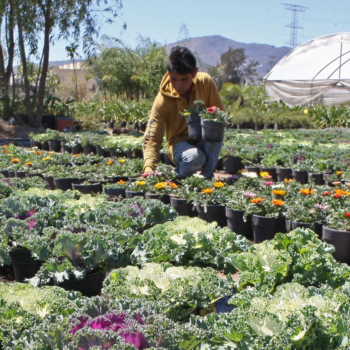 Crece exportación de flores y follajes | El Informador