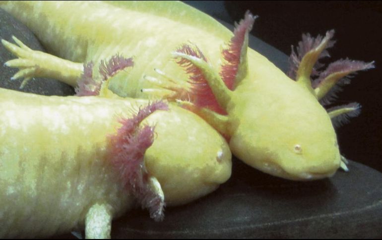 Ajolotes albinos lucen sus branquias expuestas. EL INFORMADOR/ P. Somellera