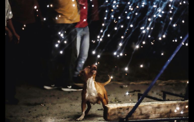 Una cachorra ladra a las brasas que desprenden los fuegos pirotécnicos. EL INFORMADOR/ F. Atilano