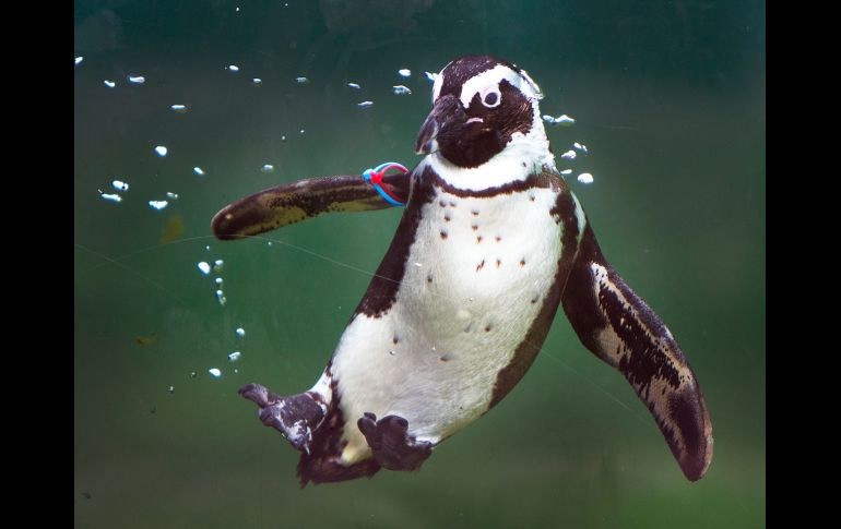 Un pingüino salta a una alberca en el zoológico Opel, ubicado en la ciudad alemana de Kronberg. AP/M. Probst
