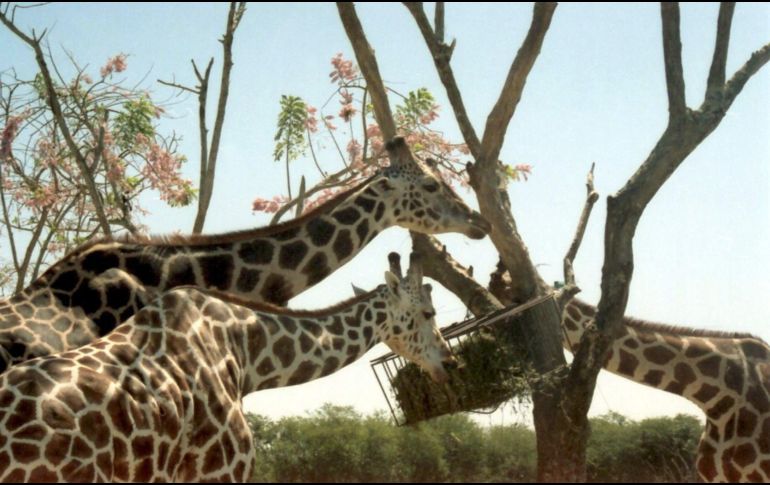 Las jirafas pasaron de la categoría de Preocupación Menos a Vulnerable a causa de una disminución en su tamaño poblacional. NTX / ARCHIVO