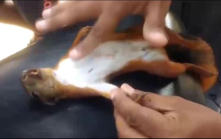 El chico, quien no muestra su cara, golpea el pecho del roedor para reanimar su corazón. YOUTUBE / Viral videos