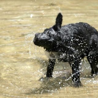 Las mascotas también están expuestas a golpes de calor