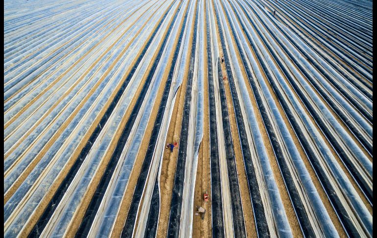 Trabajadores cortan espárragos en líneas de cultivo cubiertas con aluminio en la población de Suenching, Alemania, en el inicio de la cosecha de espárragos. AFP/DPA/A. Weigel