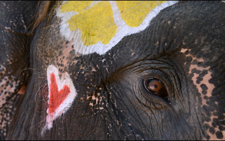 Un elefante es pintado para una ceremonia del festival Songkran para el año nuevo tailandés en Ayutthaya. El festival budista empieza oficialmente el 13 de abril. AFP/R. Gacad