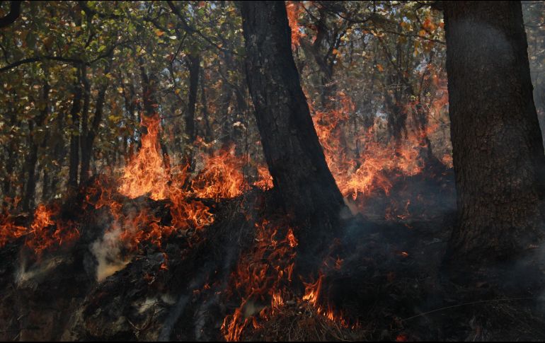 Al momento el incendio ha afectado dos mil hectáreas de la superficie del Bosque. ESPECIAL / Semadet